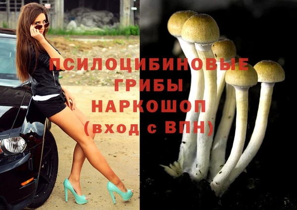 стаф Арсеньев